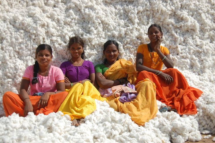 India is the world’s largest producer of cotton. Yet 95% of its cotton acreage today is dominated by genetically modified Bt cotton